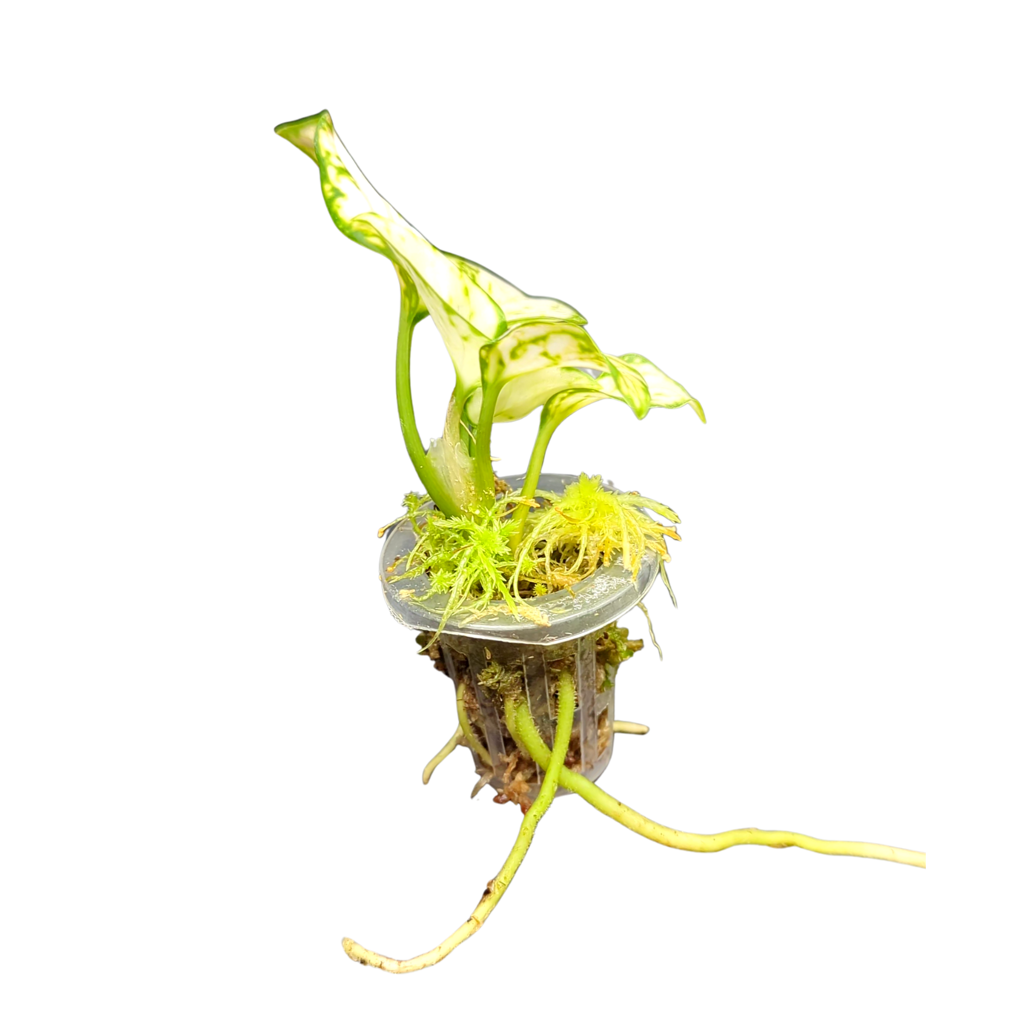 Baby Aglaonema commutatum White Valentine 3
